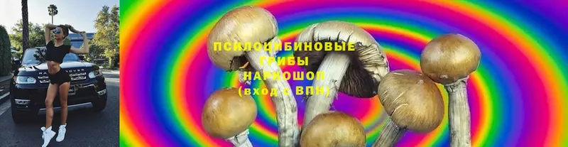 Галлюциногенные грибы Cubensis  Калязин 